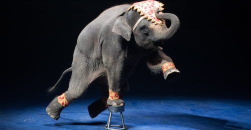 Elefante Circo