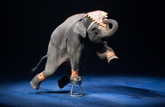 Elefante Circo