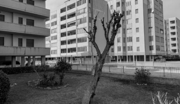 Solo come un albero