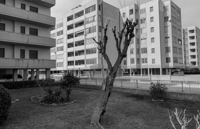 Solo come un albero