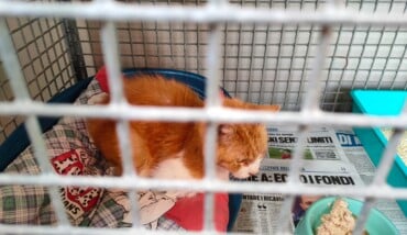 Uno Dei Gatti Recuperati (1)
