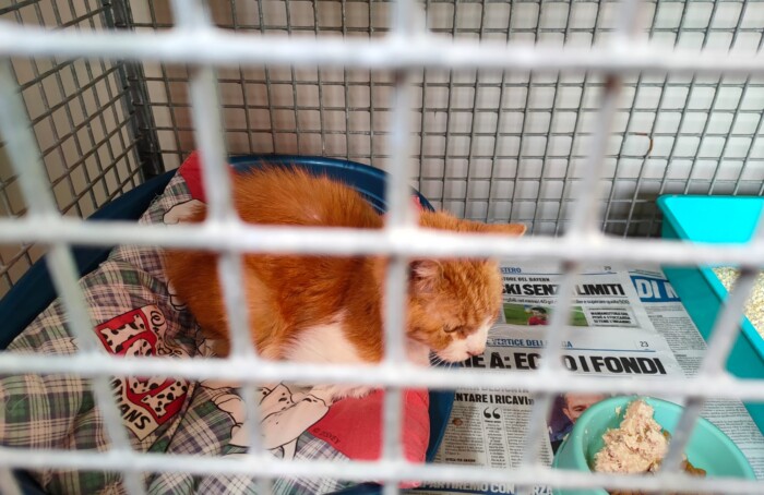 Uno Dei Gatti Recuperati (1)