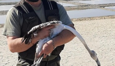 176239837 2991754084440584 8057606734309421514 N