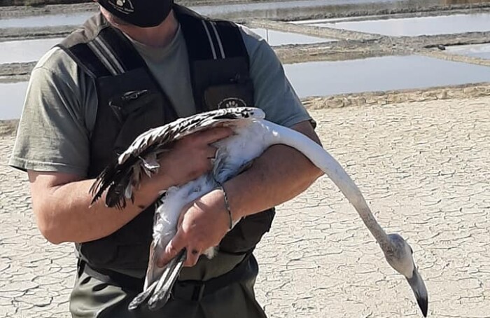 176239837 2991754084440584 8057606734309421514 N