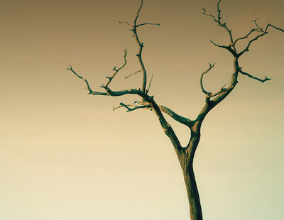 Scrublands Noir