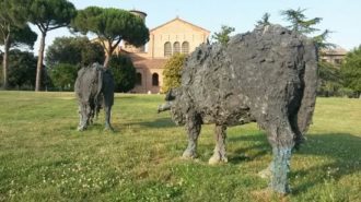 Sculture Di Bufali All