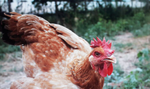 Pollo Ruspante