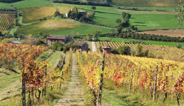 Colli Vino