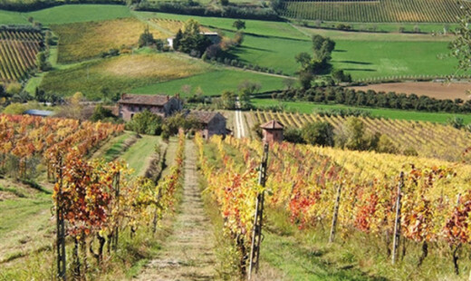 Colli Vino