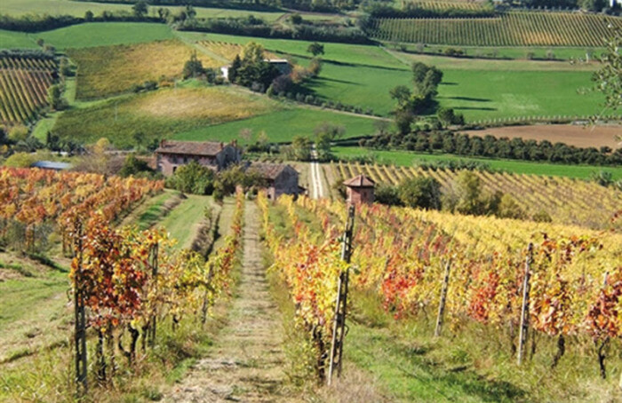 Colli Vino