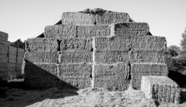 Cattedrali