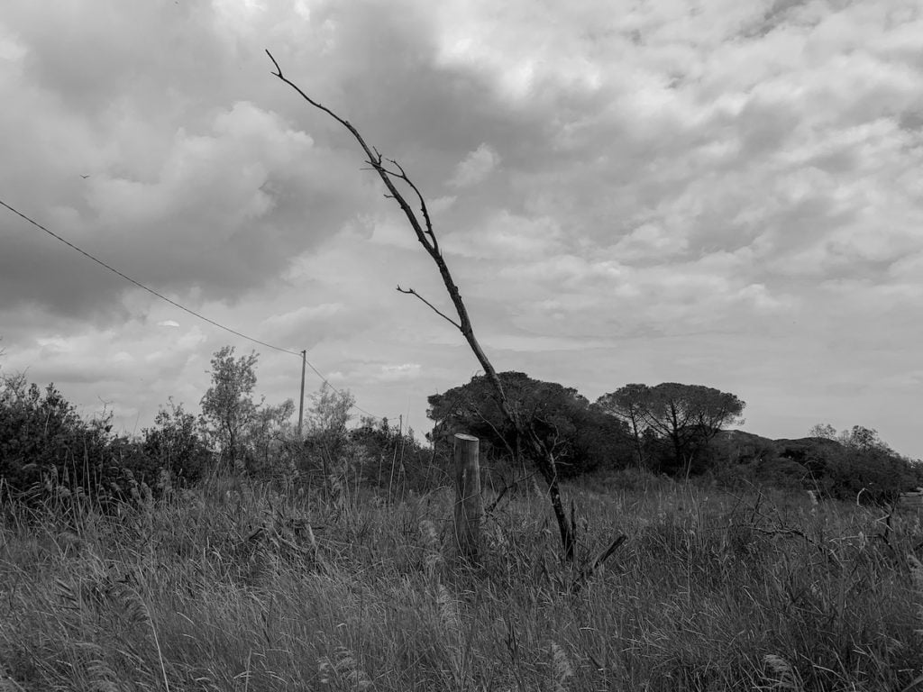 Soundtrack for falling trees