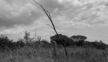 Soundtrack for falling trees