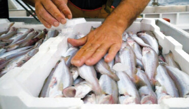 Pescato