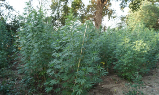 Piantagione Marijuana Cervia