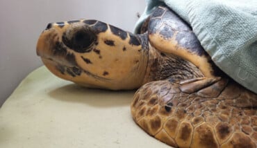 Tartaruga Salvata Cestha