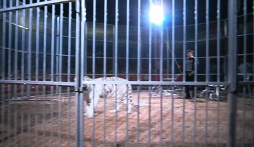 Circo Tigre