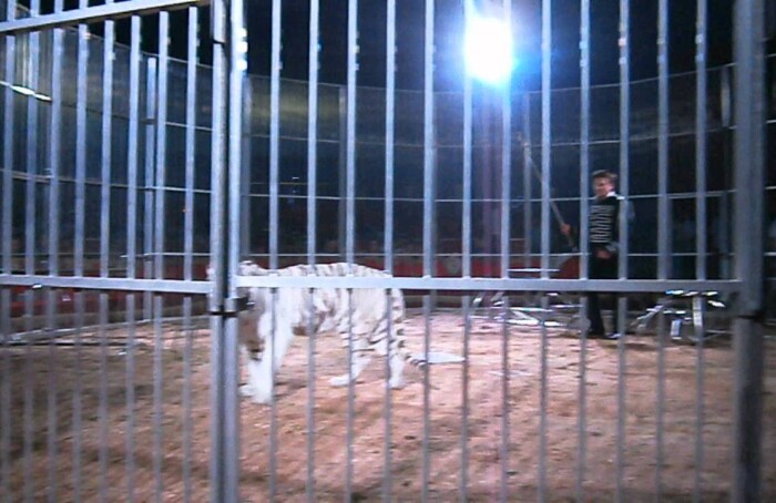 Circo Tigre
