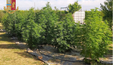 Serra Marijuana