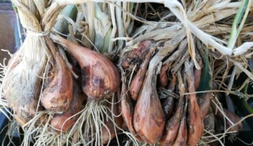 Scalogno Tenuta Nasano
