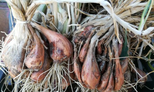 Scalogno Tenuta Nasano