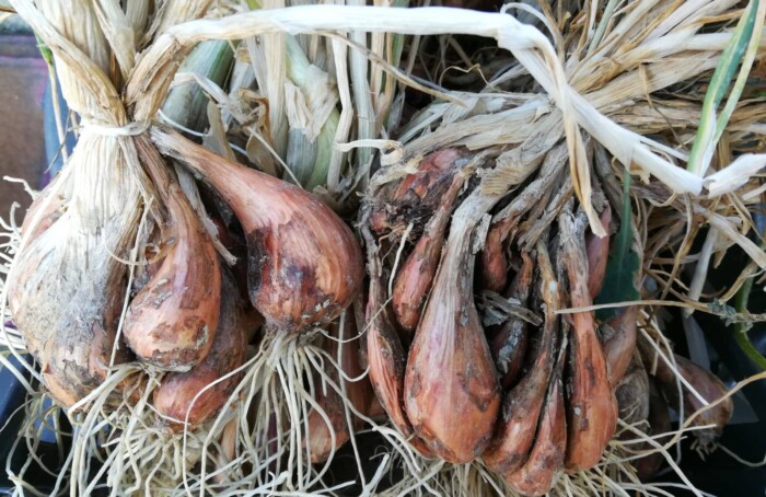 Scalogno Tenuta Nasano