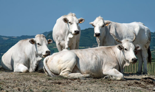 Bovini Razza Romagnola