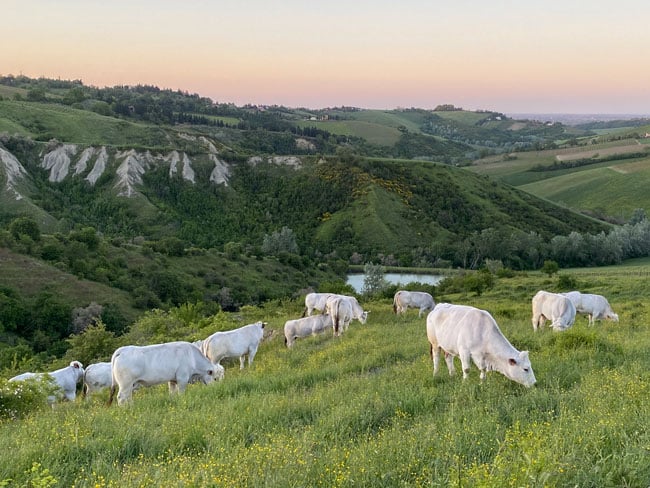 Bovini Razza Romagnola Pascolo Riolo