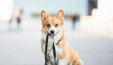 Cane Guinzaglio 