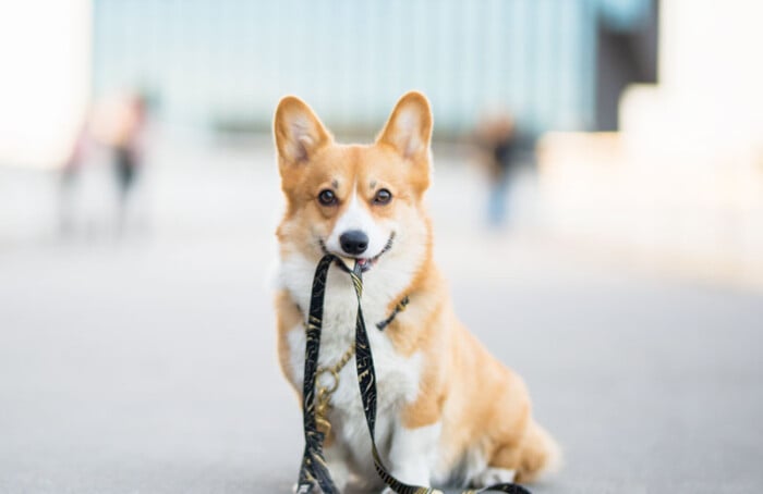 Cane Guinzaglio