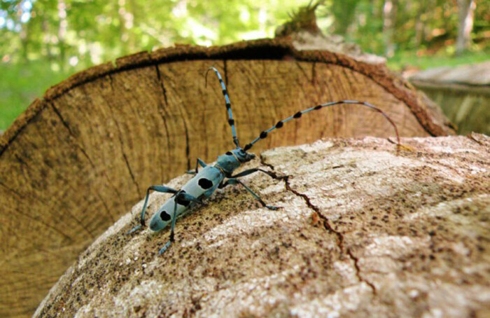 Rasalia Alpina