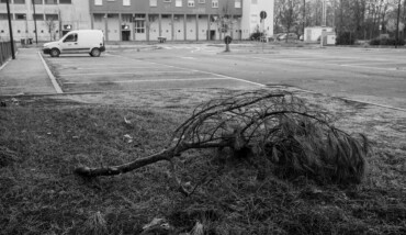 soundtrack for falling trees