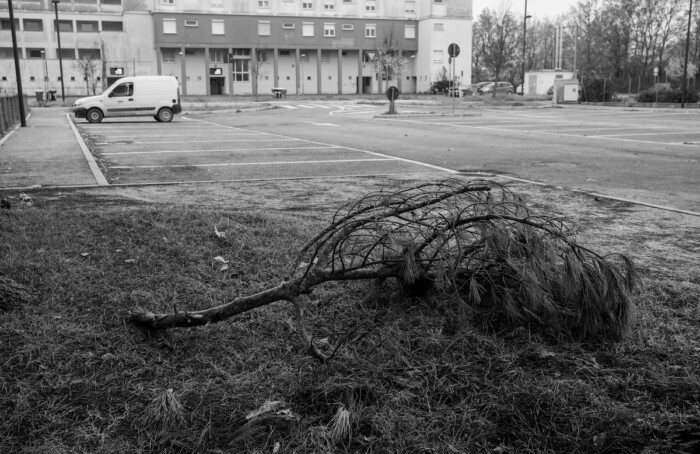 soundtrack for falling trees
