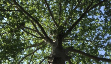 Albero
