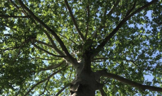 Albero