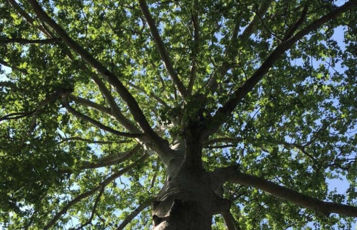Albero