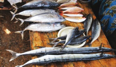 Pesce Azzurro Sgombro 