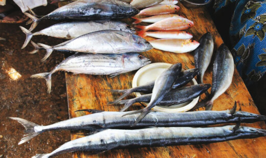 Pesce Azzurro Sgombro