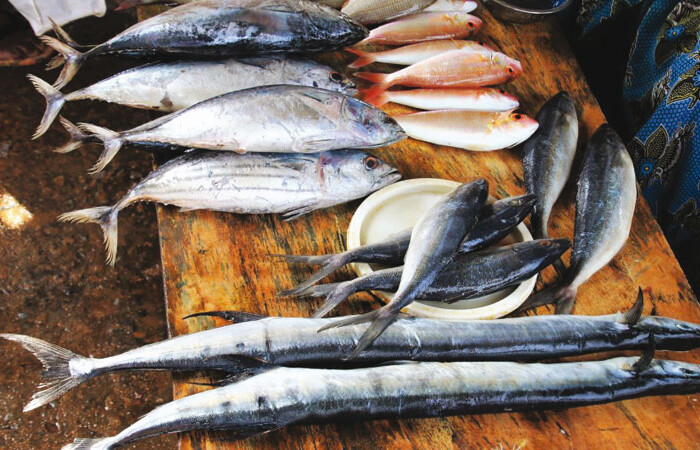Pesce Azzurro Sgombro