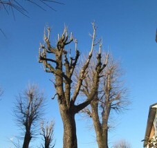 Alberi San Vitale