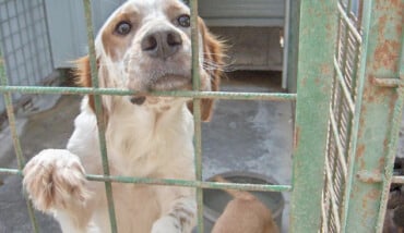 Cane Canile