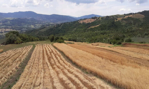 Campo Grani Antichi Val Marecchia