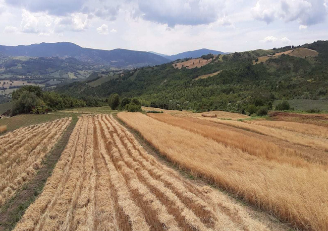 Campo Grani Antichi Val Marecchia