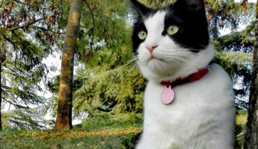 GattoKim