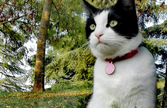 GattoKim