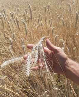 Segale Bio Val Marecchia