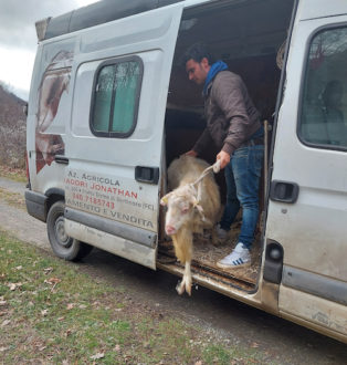 Tino Caprone Nuova Casa