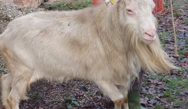 Tino Caprone Senza Padrone 