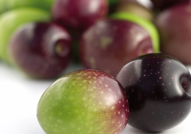 Olive Verdi La Torre