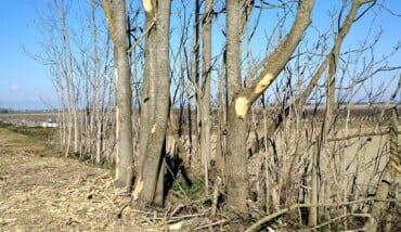 0326 Alberi3